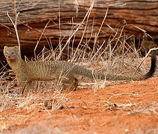 Schlankmanguste, Herpestes sanguineus Tsavo Ost